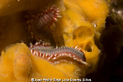 Fireworm (Hermodice carunculata) on a yellow sponge, shot... by Joao Pedro Tojal Loia Soares Silva 